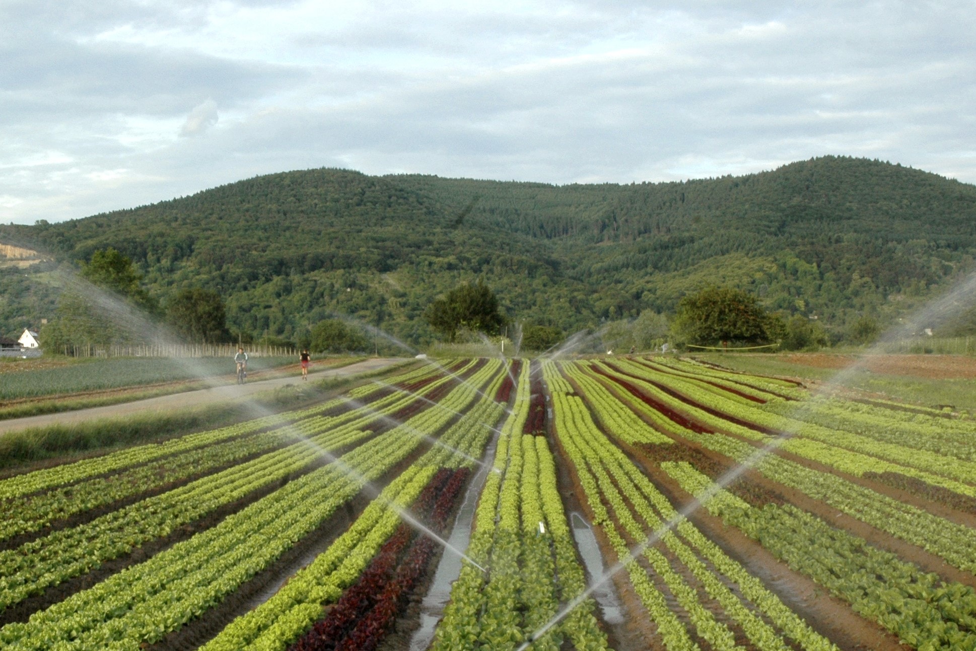 Handschuhsheimer Feld — Bild 2